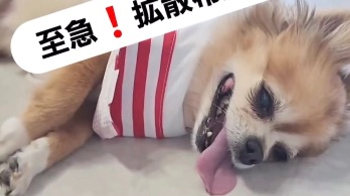 急遽、動物病院へ【活動報告7日目】