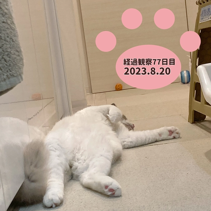 経過観察77日目(2023.8.20)
