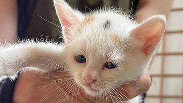 緊急のお願い、虐待が続く名護。子猫たちの命を繋ぐ為にご支援下さい のトップ画像