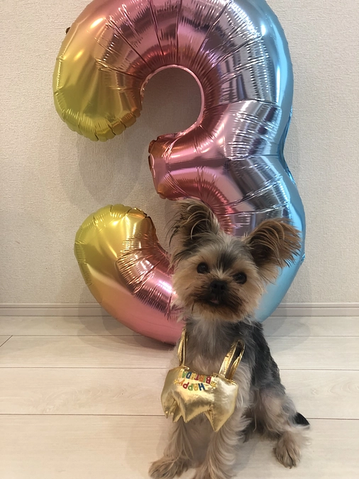 今日で3歳🐶🎂