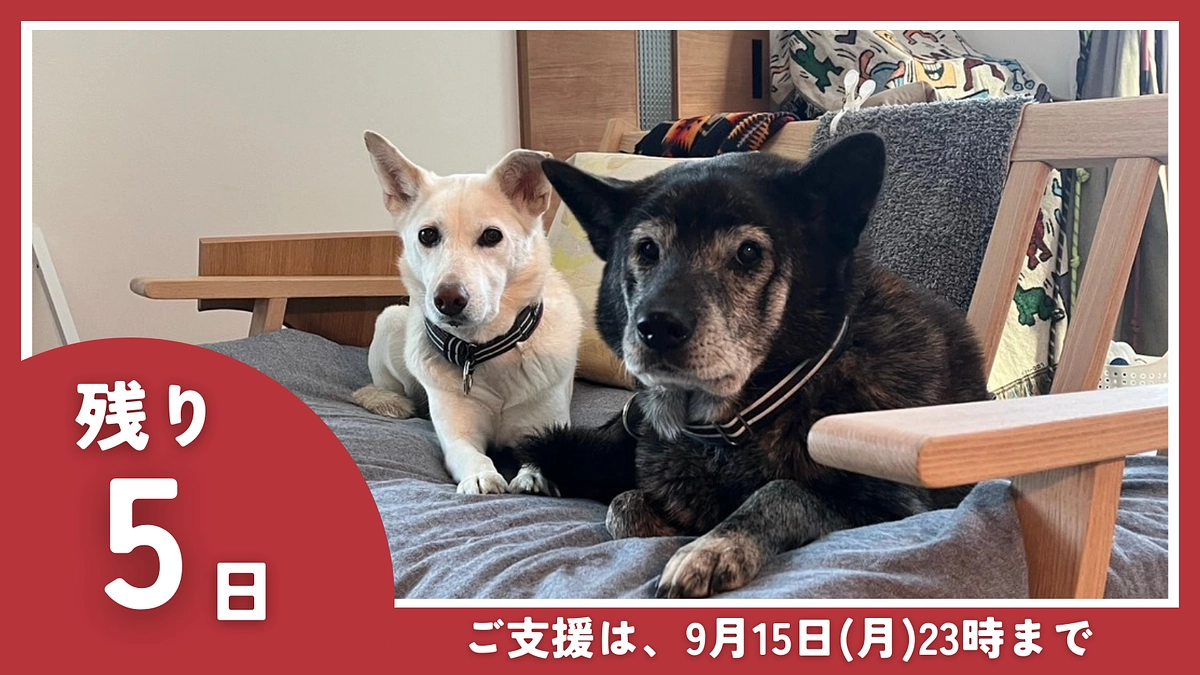 【残り5日】オーナー｜雨宮 楓 様からの応援メッセージのご紹介です。