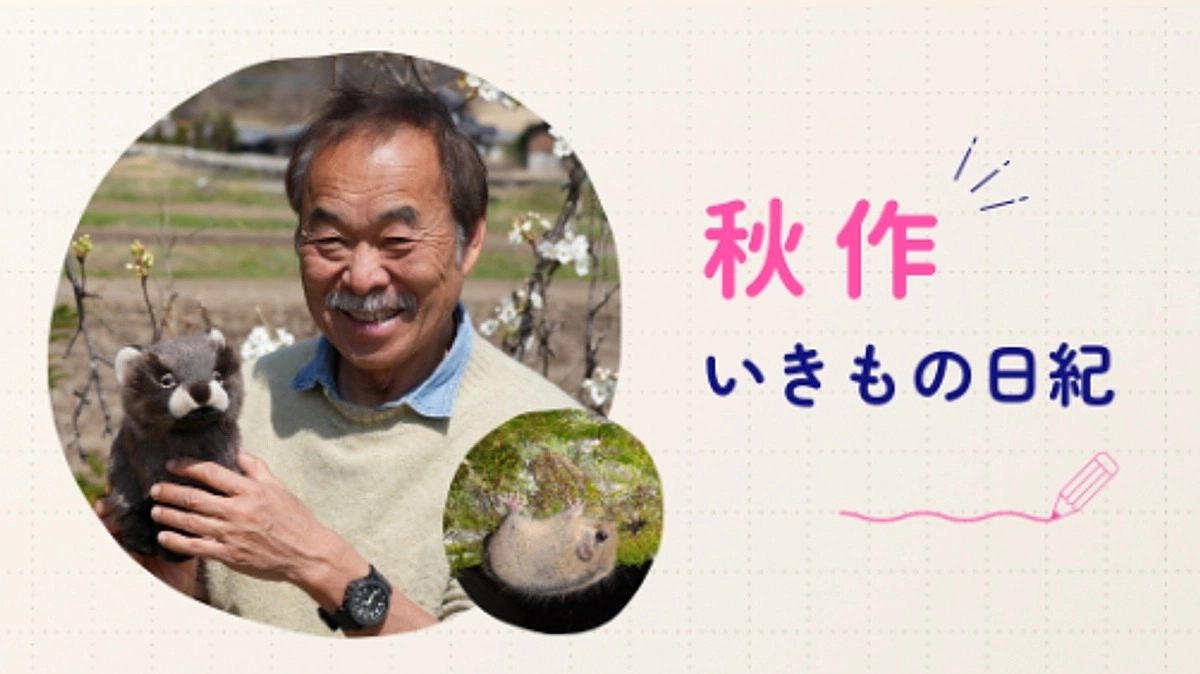 秋作 いきもの日紀 No.1🐸 ～憧れのチョウ～