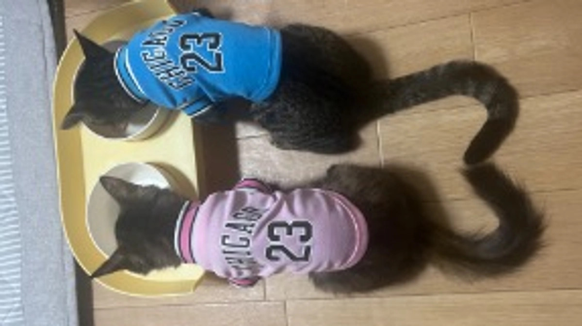 2度目の手術が終わりました😸