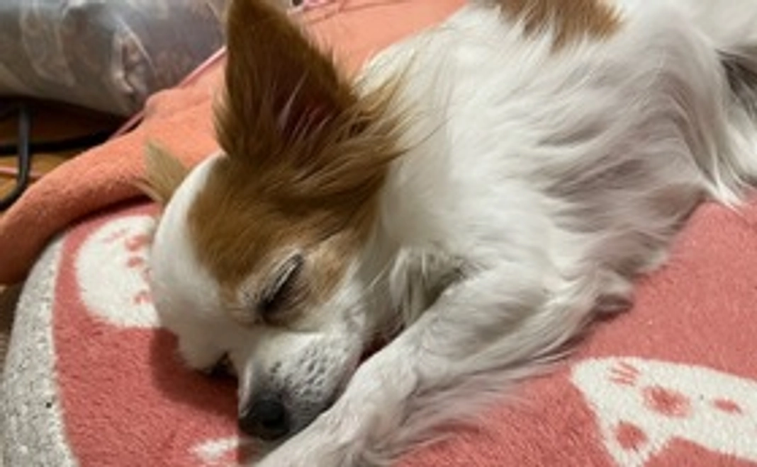 サラを助けたい②