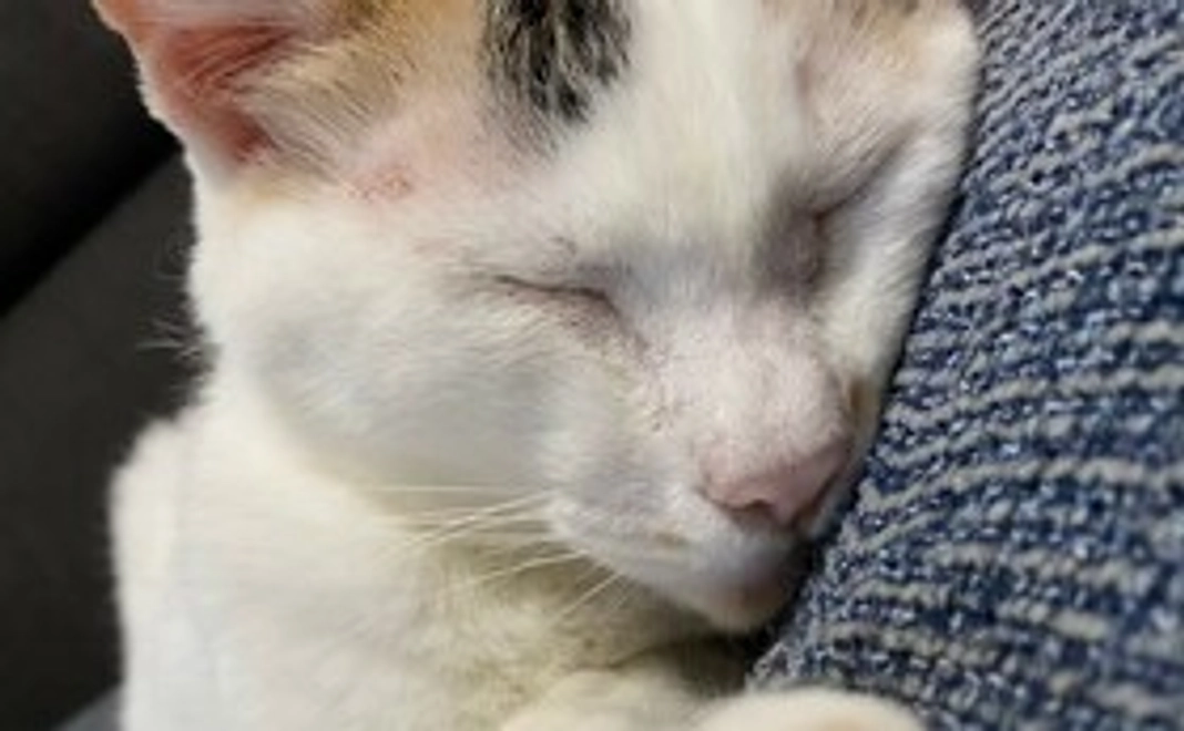 ソラちゃん応援【500円】感謝メール・猫写真