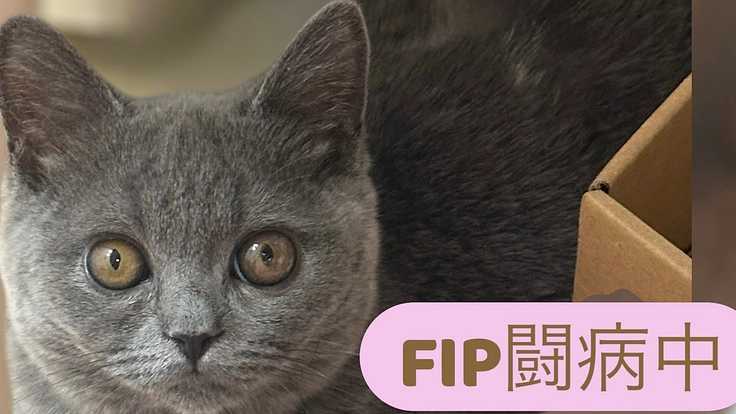 FIP（猫伝染性腹膜炎）を発症した『りん』を助けたい