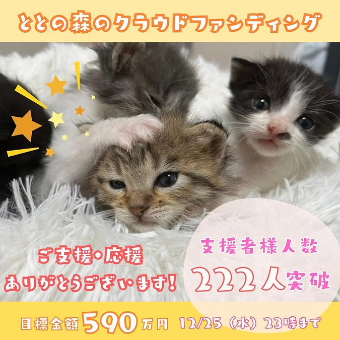 ご支援者様222名突破！にゃんズからのお礼
