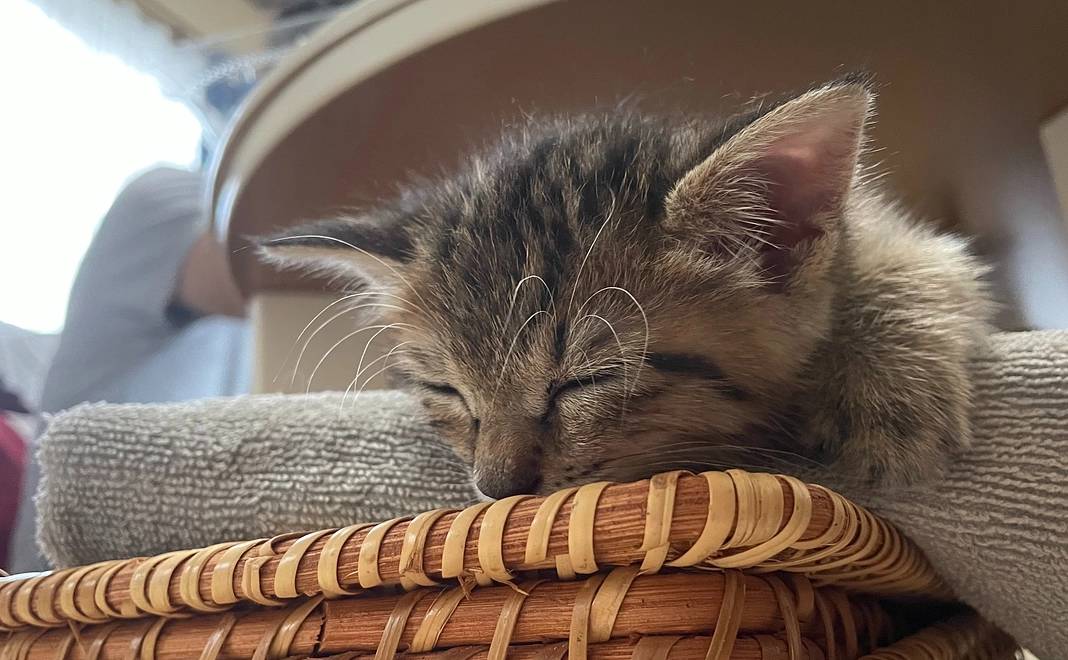 感謝のメッセージと経過のご報告（返礼品なし）A