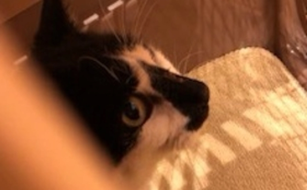 保護猫ちゃんご支援(1)