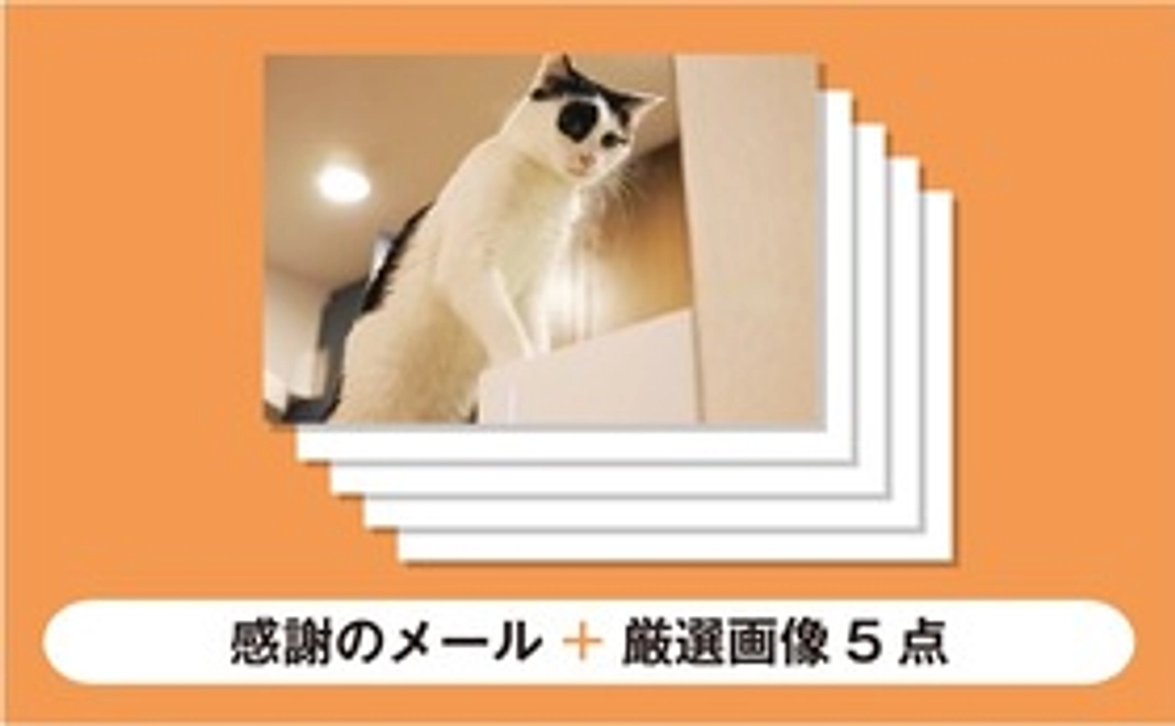 【パンきゅん応援　3000】