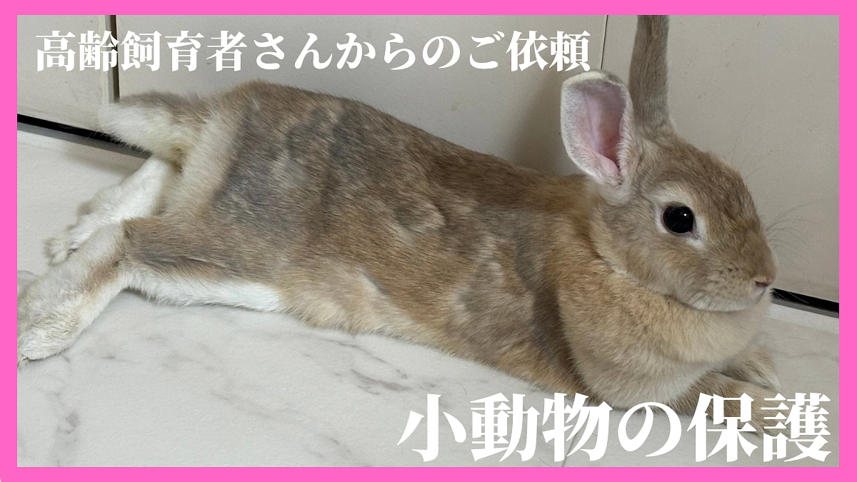 小動物も、もちろん命です🐰