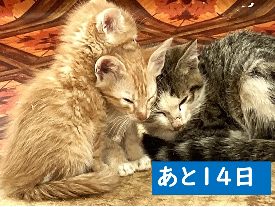 残り日数14日：実行者からのメッセージ