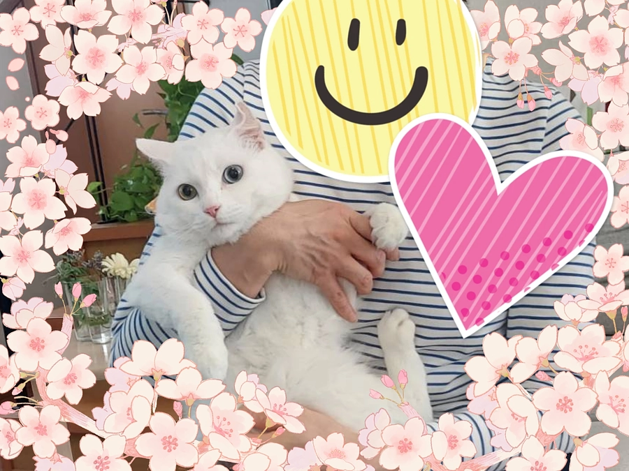 幸せにゃんこマーくん