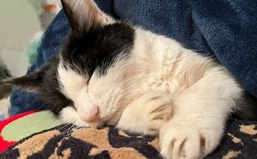 感謝のメール+画像1枚