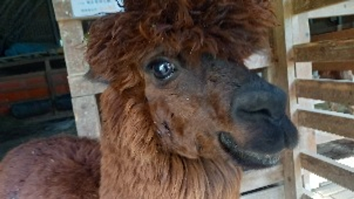 チラシを新聞折り込みしました