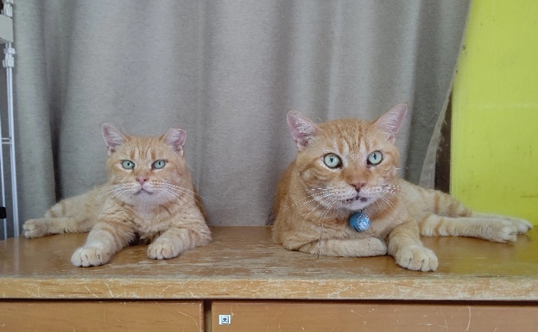 【リターン不要の方向け】ちび猫ケア基金を全力で応援！1万円