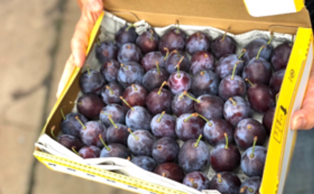 【限定30セット】ずだらっとを食べて応援！無農薬プルーン1kgコース