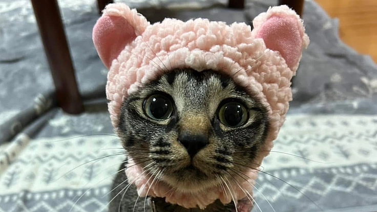 耳道内腫瘤（しゅりゅう）。2歳の保護猫リリタス。助けてください。