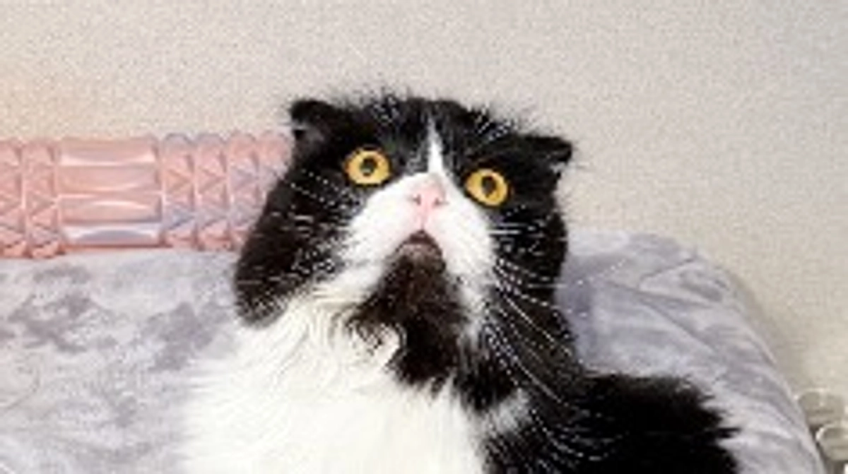 残り11日。ししゃものご飯。