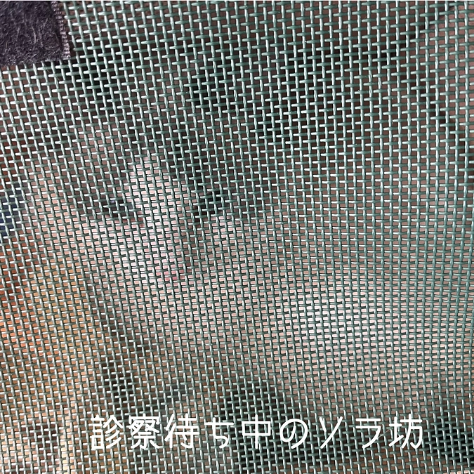 0621ソラの定期検診へ