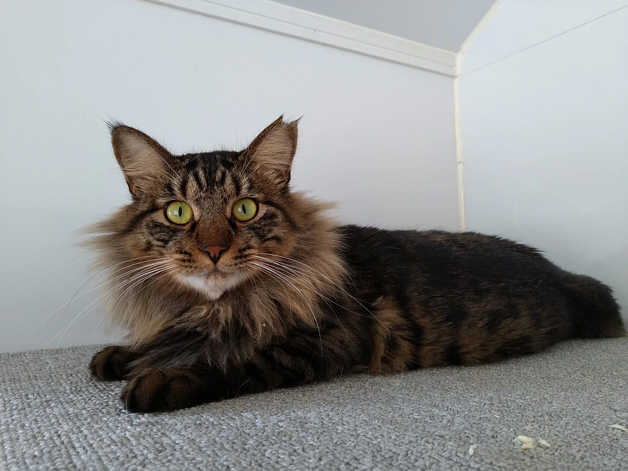 在籍猫紹介【きらりん君】