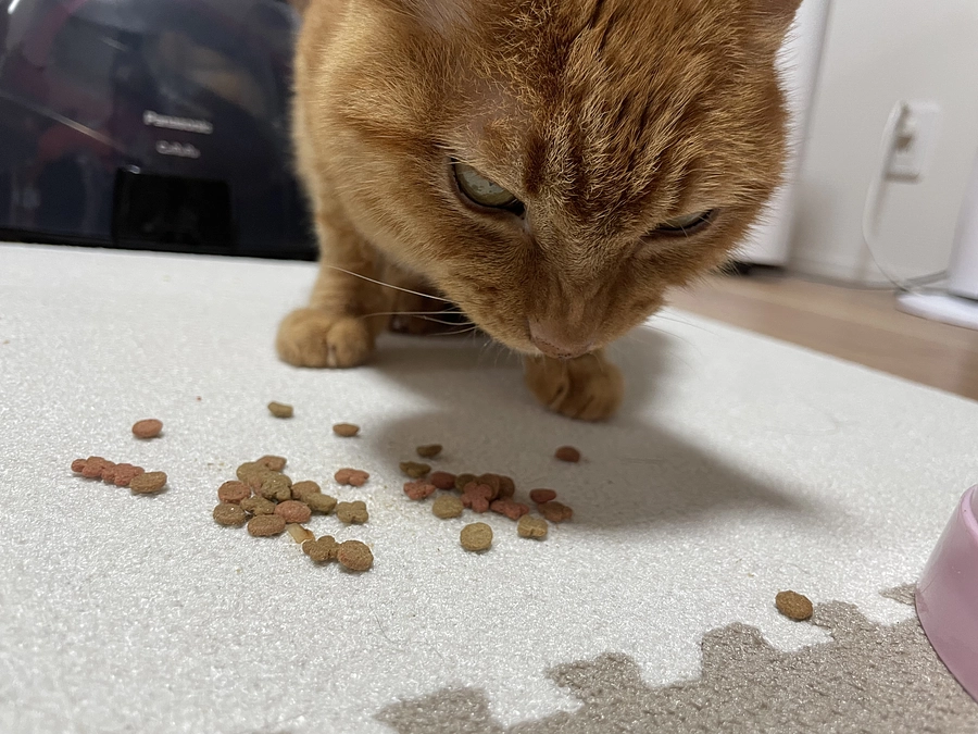 ご飯の食べ方が独特🐯笑