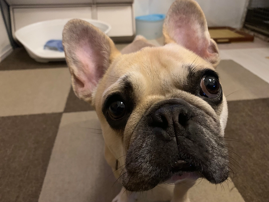 ちくわ🐶のその後の経過報告❤️