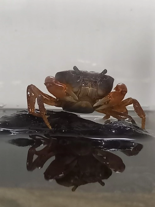 メンバー紹介③