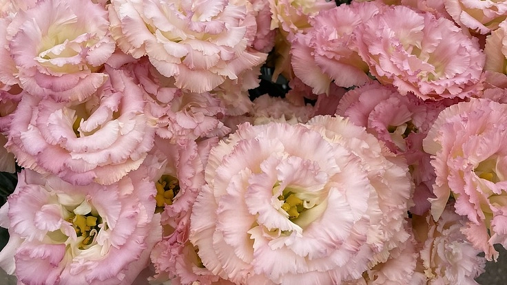 広島県庄原市に新たな花き生産地を作ろう