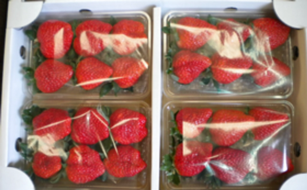 雅いちご４パック入り１ケース