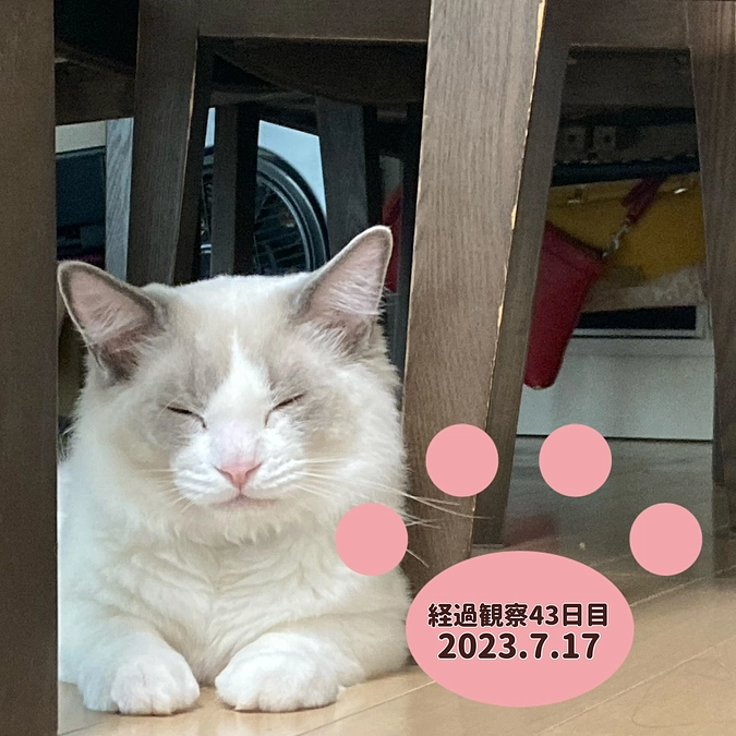経過観察43日目(2023.7.17)