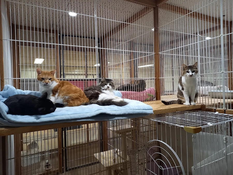 守りたかったな。