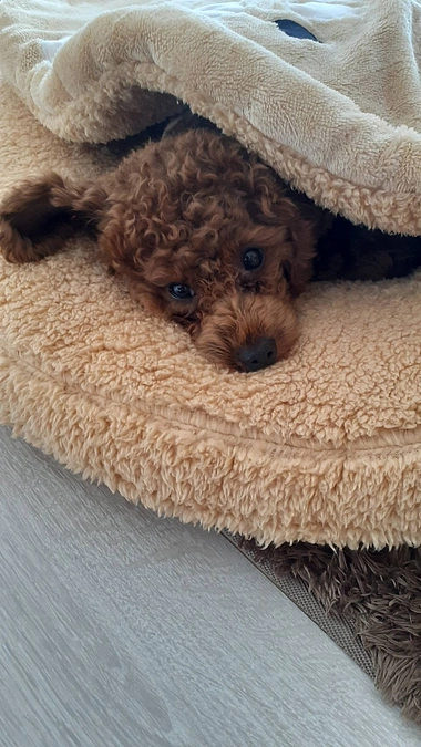 達成率が50%を超えました！