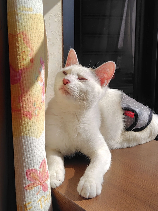 受診日＆しっぽちゃんの近況🐱