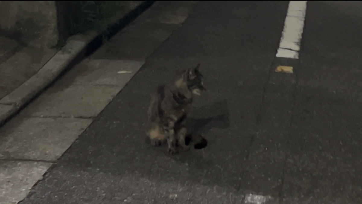 今後の保護する子について