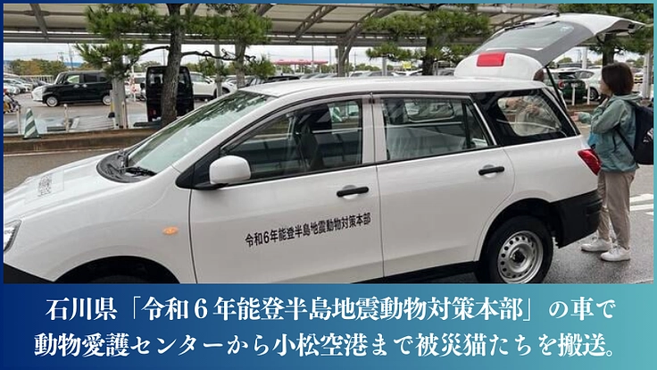能登半島の被災猫を保護し、医療にかけ、譲渡につなぐ。 4枚目