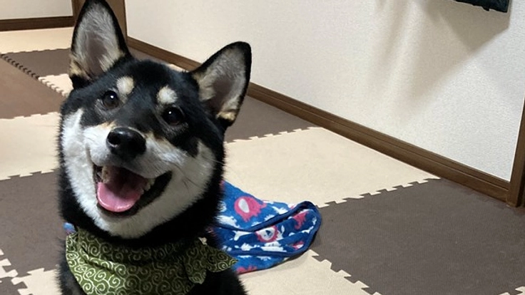 難病「突発性乳び胸」発症　愛犬「小春」の命を助けてください。