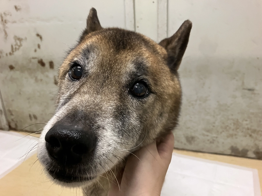 12歳のお誕生日を迎えた、ごんちゃんという犬。