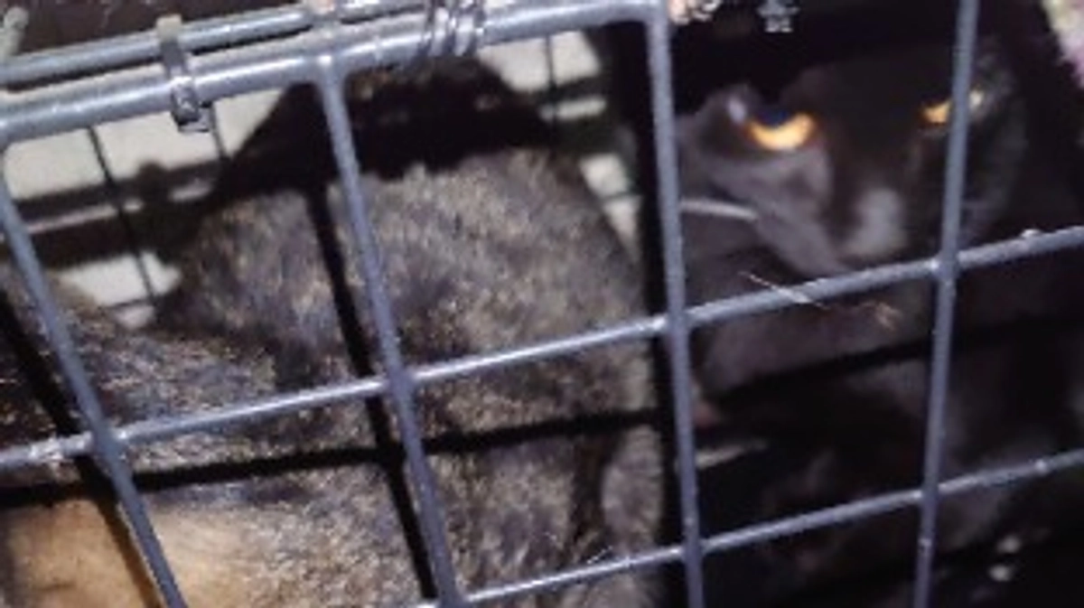 今年から新しい餌場に給餌に