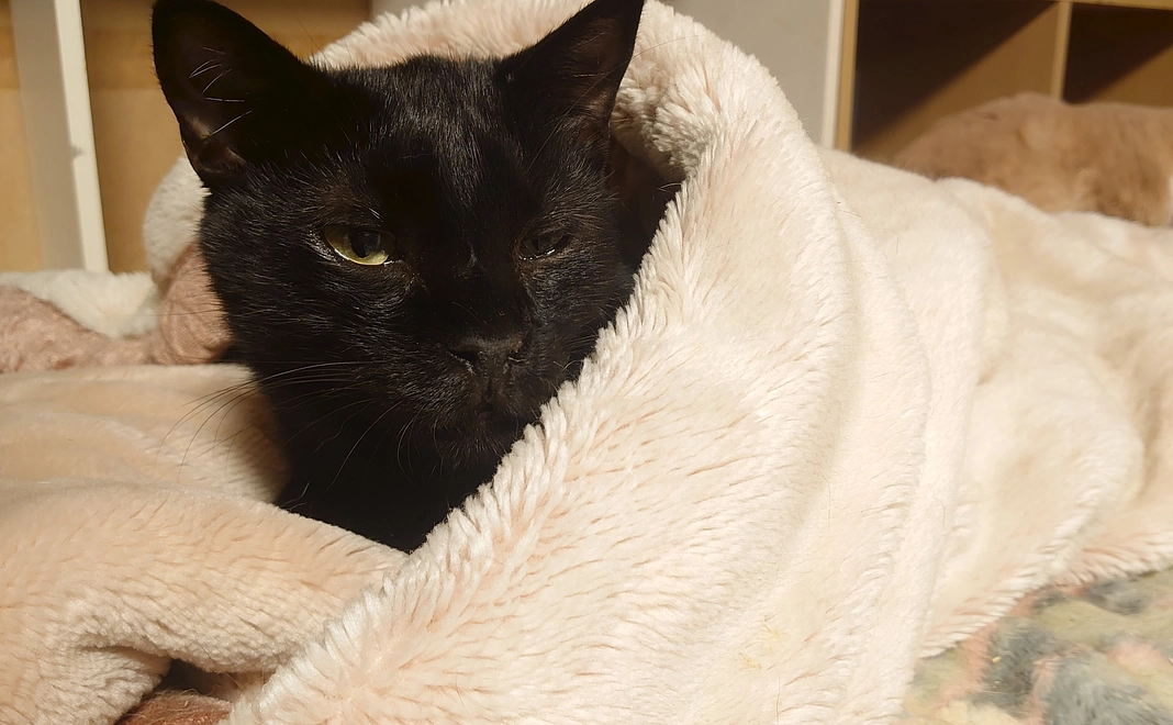 お礼のメッセージ𓃠