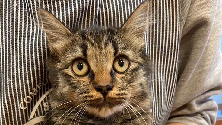 群馬県みどり市の譲渡先で迷子になった子猫を探したい！！