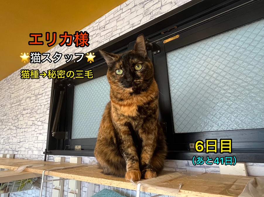 目標達成率26％となりました！＆里親さん募集中の猫たち其の3　（2/18　6日目）
