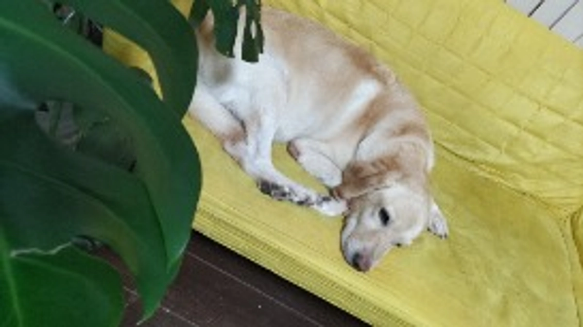 スタッドレスタイヤ