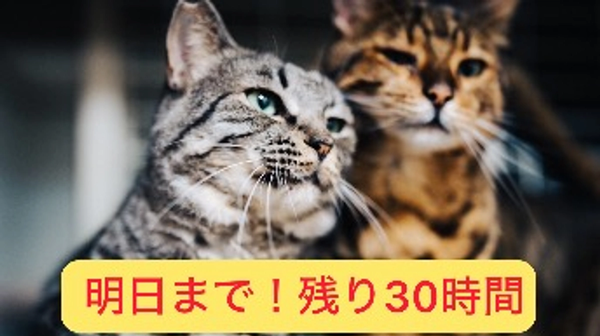残り【1日】となりました！