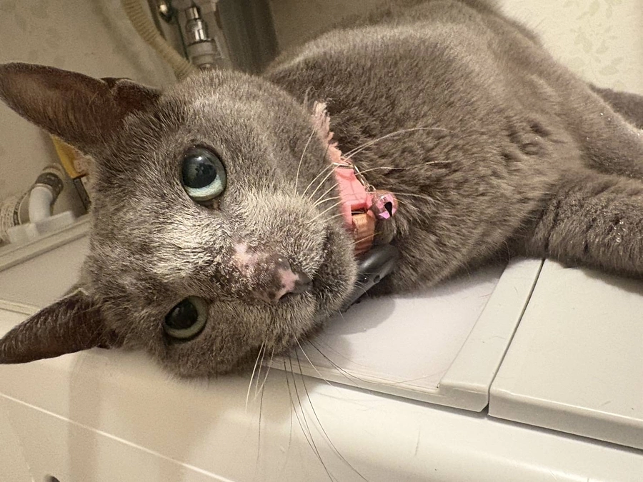 最近のステラの様子を私の検査結果です。