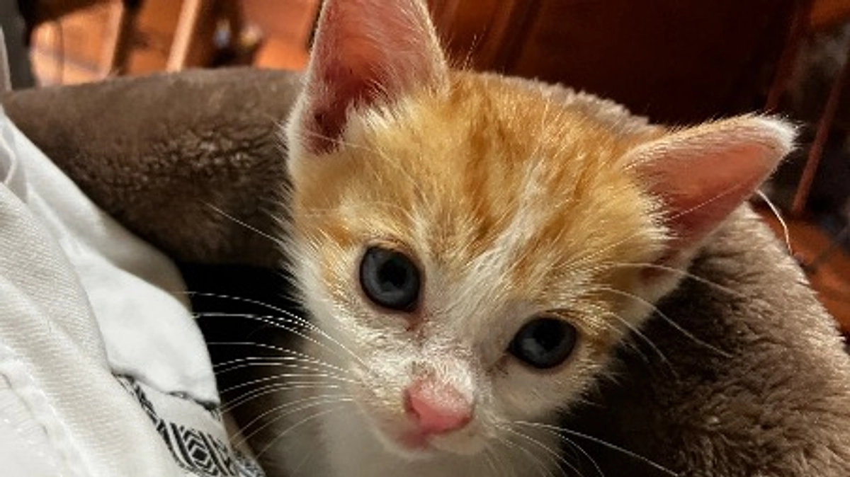 子猫はすくすく、姉妹も快方へ