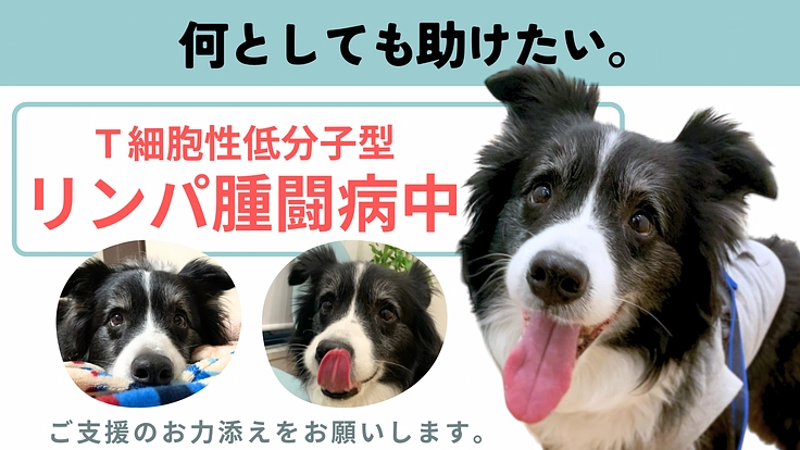 助けて下さい。放射線治療・抗がん剤治療へのご支援をお願いします。