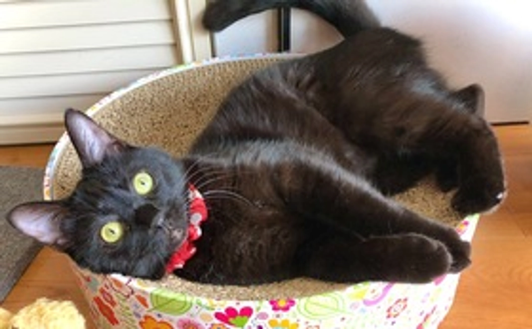 3000円全額支援コース