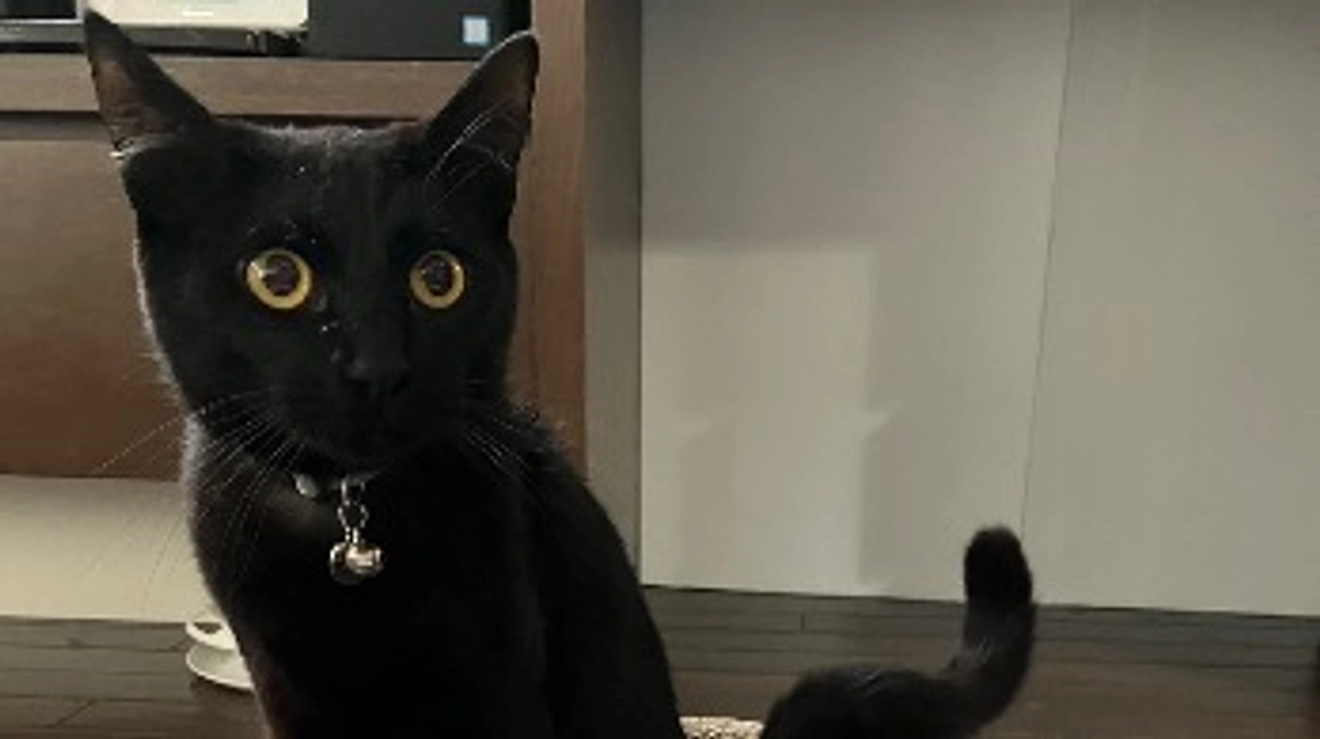 様子観察14日目