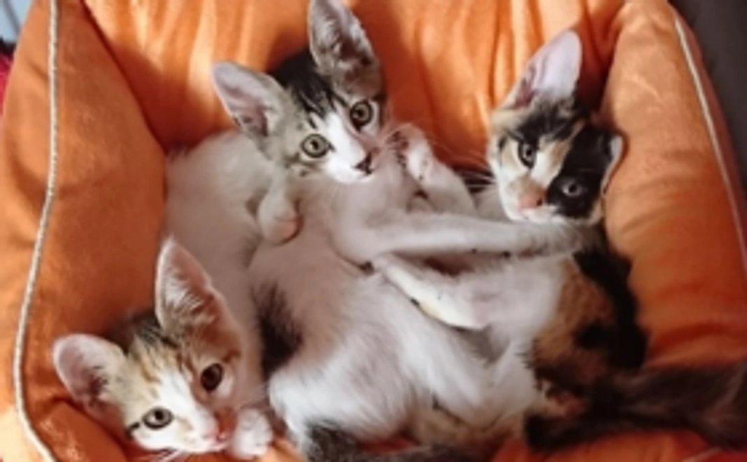 猫スペースファズ無料券